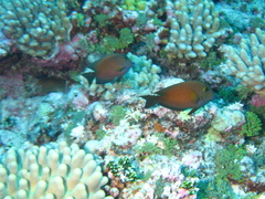 Ctenochaetus cyanocheilus