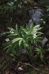 Cardamine heptaphylla
