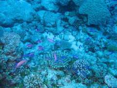 Mirolabrichthys pascalus