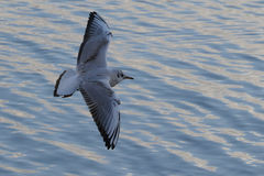 Chroicocephalus ridibundus