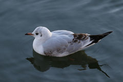Chroicocephalus ridibundus