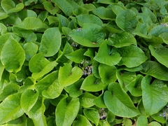 Trachystemon orientalis