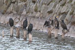 Phalacrocorax carbo