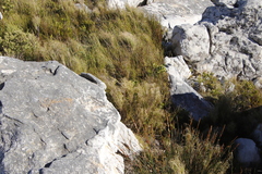 Pseudopentameris macrantha