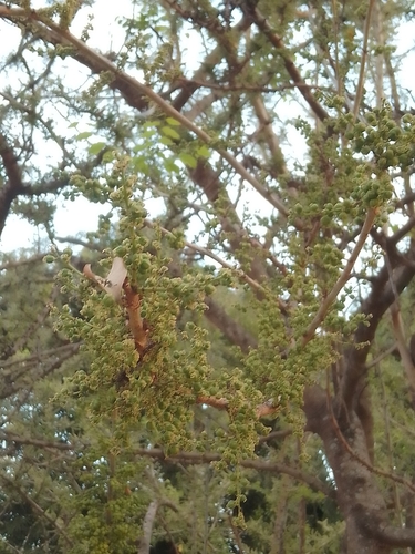 Phyllanthus elsiae