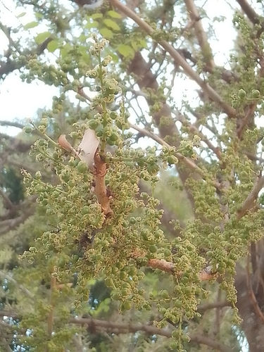 Phyllanthus elsiae, photograph 1