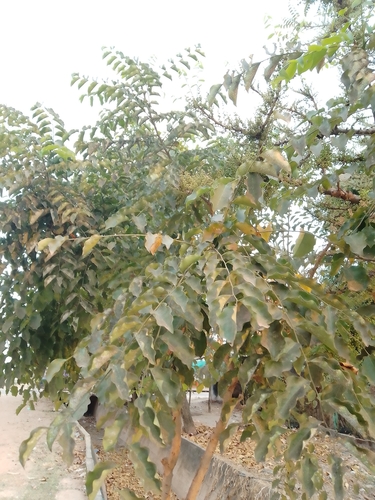 Phyllanthus elsiae, photograph 2