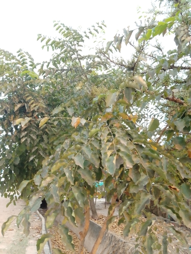Phyllanthus elsiae, photograph 3