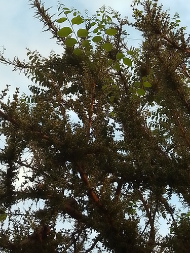 Phyllanthus elsiae, photograph 4