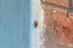 Semibirthama rotundata