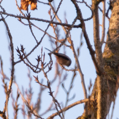 Aegithalos caudatus