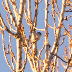 Aegithalos caudatus