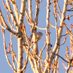 Aegithalos caudatus