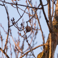 Aegithalos caudatus