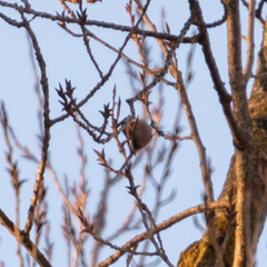 Aegithalos caudatus