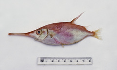 Macroramphosus