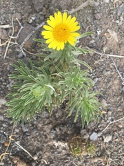 Asteriscus graveolens subsp. stenophyllus image