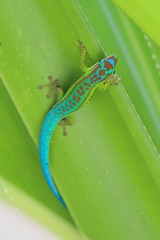 Phelsuma cepediana