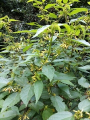 Triumfetta pilosa tomentosa