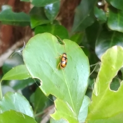 Spilocephalus bipunctatus