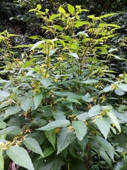 Triumfetta pilosa tomentosa