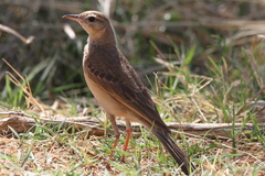 Anthus vaalensis