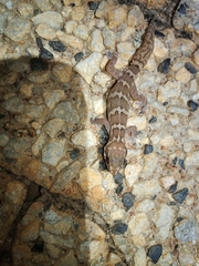 Pachydactylus formosus