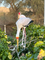 Mycteria ibis