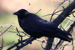 Corvus corone