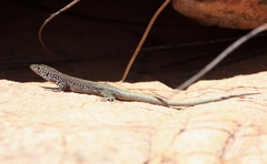 Australolacerta australis