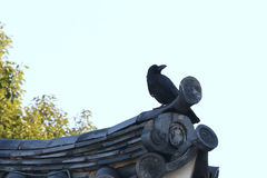 Corvus macrorhynchos