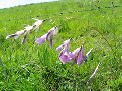 Dierama floriferum