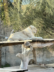 Panthera leo