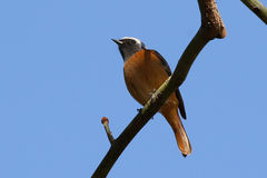 Phoenicurus auroreus