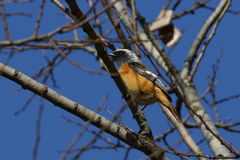 Phoenicurus auroreus