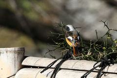 Phoenicurus auroreus