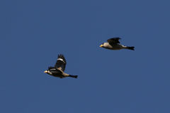 Eophona personata