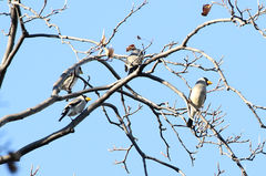 Eophona personata