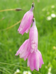 Dierama argyreum