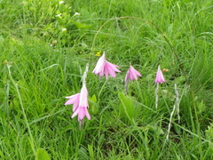Dierama argyreum