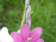 Dierama argyreum