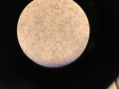 Bacillus subtilis