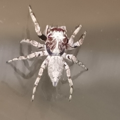 Tusitala