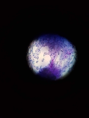 Bacillus subtilis