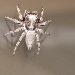 Tusitala