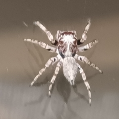 Tusitala