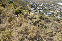 Pseudopentameris macrantha