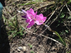 Dierama tysonii