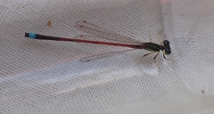 Ischnura aurora aurora