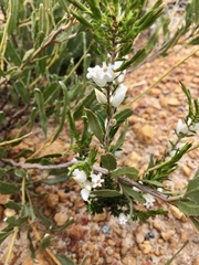 Astroloma xerophyllum